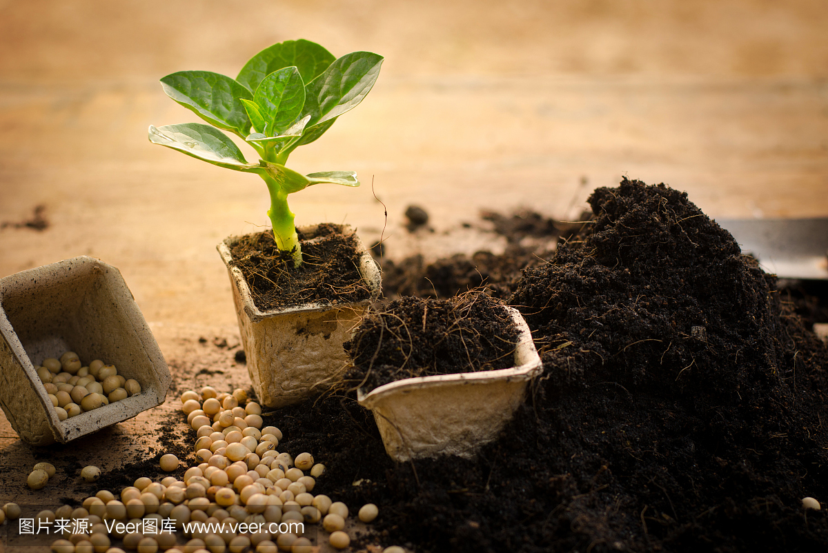 采购产品农业,植物,种子,幼苗,植物生长在纸回收罐上